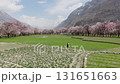 Aerial view of a picturesque valley in Pakistan, featuring blooming plum trees, majestic snow-capped mountains and a woman running 131651663