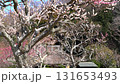 Plum trees and old houses in Shonan Shinrin Park 131653493