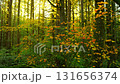 Moving through the lush green forest at sunset. Stunning Canadian nature. 131656374