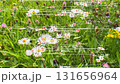 Computer Vision with Object Recognition Scanner Overlay. Big Data. CCTV AI Interface Scanning. Blob Tracking Lines, Coordinates, Bounding Boxes. Plexus style connections. Flower Meadow 131656964
