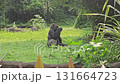 A large, sitting gorilla with black fur and a pensive expression is captured in a lush, green outdoor enclosure, briefly eating a small piece of food before returning to a stoic pose while surrounded  131664723