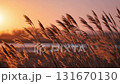 夕焼けに照らされる葦と湖、美しい風景写真、ノスタルジーを感じる。 131670130