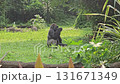 A large, sitting gorilla with black fur and a pensive expression is captured in a lush, green outdoor enclosure, briefly eating a small piece of food before returning to a stoic pose while surrounded  131671349