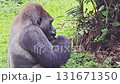 A large, sitting gorilla with black fur and a pensive expression is captured in a lush, green outdoor enclosure, briefly eating a small piece of food before returning to a stoic pose while surrounded  131671350