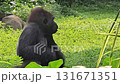 A large, sitting gorilla with black fur and a pensive expression is captured in a lush, green outdoor enclosure, briefly eating a small piece of food before returning to a stoic pose while surrounded  131671351