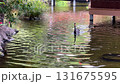 An Elegant Black Swan Gracefully Swimming in the Peaceful and Tranquil Waters of Nature 131675595