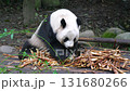 Giant panda eating bamboo. Slow motion 131680266
