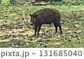 the animal seen with upward-curving tusks and wrinkled, dark skin, standing in a grassy area scattered with dry leaves, is most likely a Babirusa (Babyrousa), an animal endemic to Sulawesi, Indonesia, 131685040