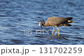 Slow motion footage of a white faced heron catching dinner in water 131702259