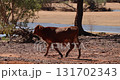Young cow walking in slow motion in hot Australian river environment 131702343