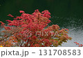 Suganuma 131708583