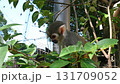 Squirrel monkeys on trees 131709052