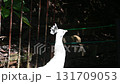 White peacock basking in the sun 131709053