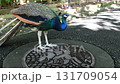 Peacock drinking water 131709054