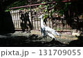 Free-ranging white peacock 131709055