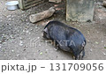 Domesticated mini pigs 131709056