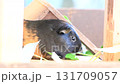 Guinea pig eating 131709057