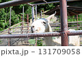 Llama grazing 131709058