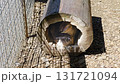 Wild Rabbits (Oryctolagus Cuniculus) resting inside a wooden log in the sunny animal enclosure 131721094