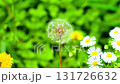 Dandelion seed flowers Taraxacum officinale. Dandelion on spring sunny day 131726632