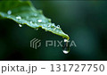 葉から落ちる雨の水の雫 131727750