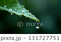 葉から落ちる雨の水の雫 131727751