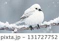 雪の中のシマエナガのような小鳥 131727752