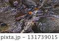渓流　引っかかる葉 131739015