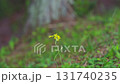 飛び立つモンシロチョウ 131740235