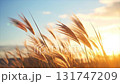 太陽に照らされたススキの穂が風に揺れる動画 131747209