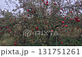 Static Shot of Ripe Red Apples on a Wild Tree in an Overgrown Autumn Orchard Static Shot of Ripe Red Apples on a Wild Tree in an Overgrown Autumn Orchard 131751261