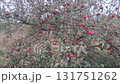 Abundant Wild Apple Tree Laden with Ripe Red Fruit in an Overgrown Autumn Orchard Abundant Wild Apple Tree Laden with Ripe Red Fruit in an Overgrown Autumn Orchard 131751262