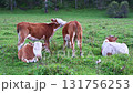 Herd of farm cows on free grazing in ecologically clean meadows 131756253