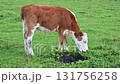 A young bull on free grazing in ecologically clean meadows 131756258