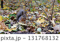 Funny squirrel with a fluffy tail gnaws on a nut in the autumn forest 131768132