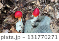 タマゴタケ 131770271