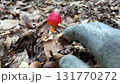 タマゴタケ 131770272