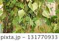 Sun shines on a Weeping Birch tree. Green leaves and branches sway gently. Filmed daytime at park. 131770933