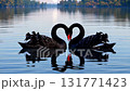 Two elegant black swans with bright red beaks forming a heart shape with their necks on a calm lake at sunrise, with reflections on the water and a treeline in the hazy background 131771423