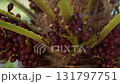 Detailed view of palm trunk and sharp spines on Chamaerops leaves symbol of natural defense and plant self preservation 131797751