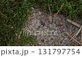 Clear spring water emerging from the ground surrounded by bright green grass natural wonder in nature 131797754
