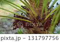 Close up of Chamaerops showing adaptation to hot dry climate with ripe fruits and textured trunk symbol of nature resilience 131797756