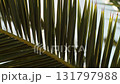 Sun rays gently shine through green palm leaves creating a feeling of warmth peace and relaxing summer mood 131797988