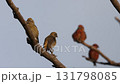 Iska 131798085