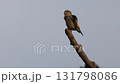 Iska 131798086