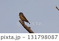 Iska 131798087