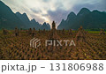 Timelapse sunrise over straw after harvesting rice in the field, Vietnam  131806988