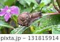 カタツムリ カタツムリ 131815914