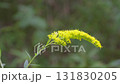 風に揺れるオオアワダチソウ　フィックス 131830205