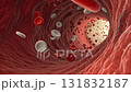 Red blood cells and white blood cells flow through human blood vessel dynamic, detailed 3D medical illustration, showing interior structure and movement inside circulatory system with healthy cell 131832187